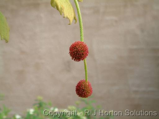 Plane Tree Flower 